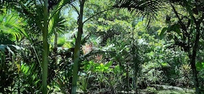 Standard Room | Garden view - Cabinas Algebra (Cahuita)