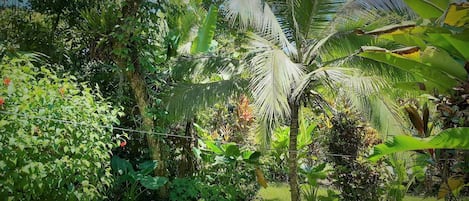 Garden view