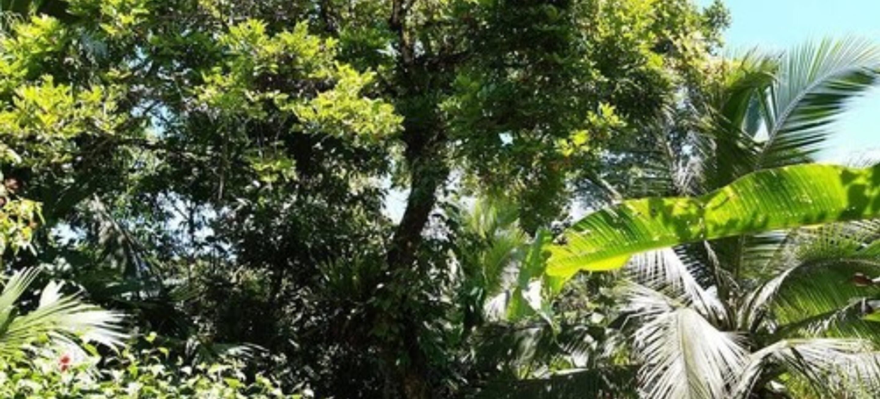 Uma floresta tropical densa com diversos tipos de árvores e folhagem.
