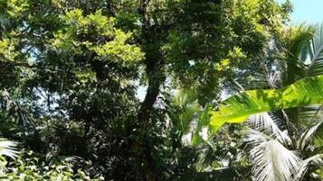 Uma floresta tropical densa com diversos tipos de árvores e folhagem.
