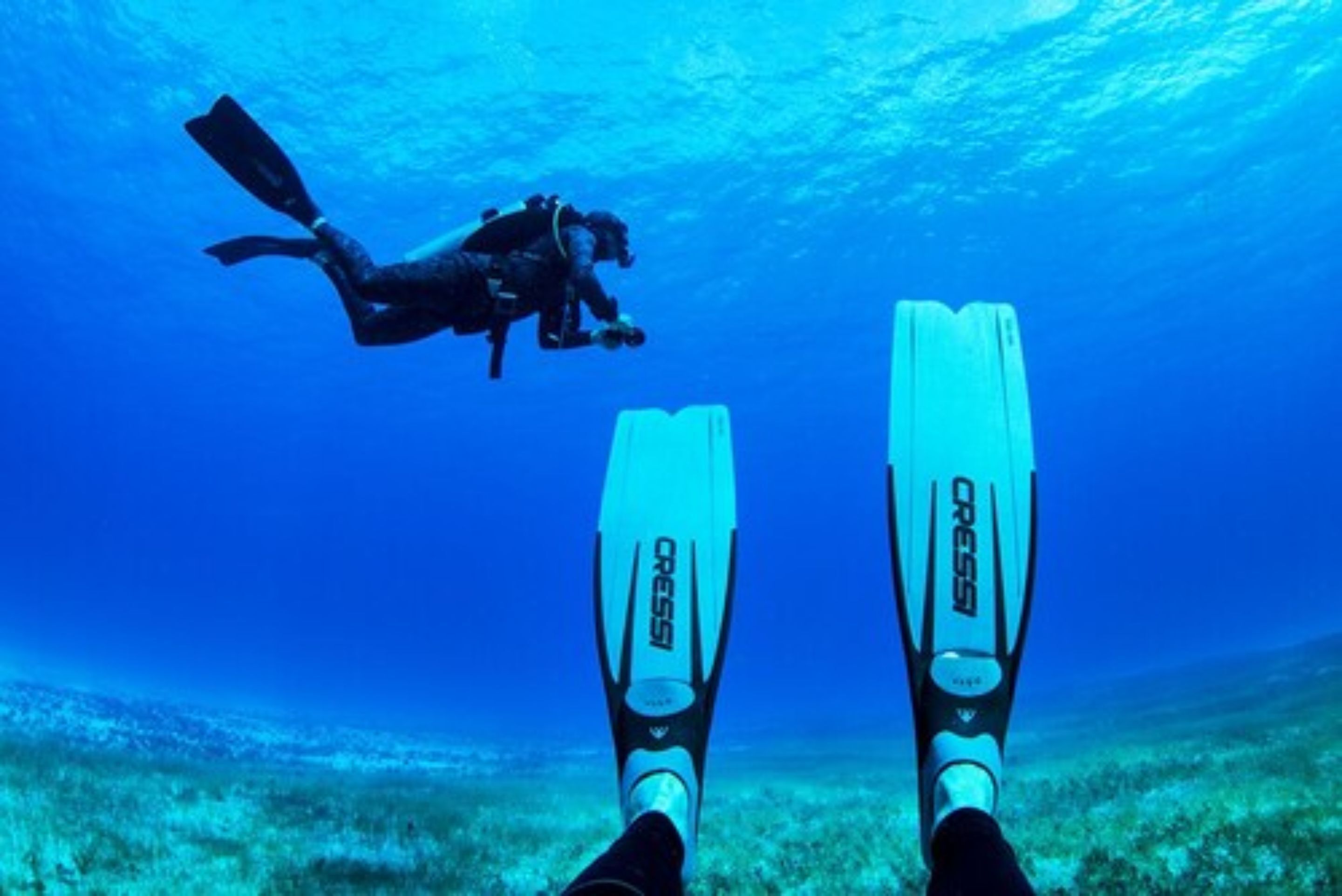 Photo - Albatros by Bedsfriends