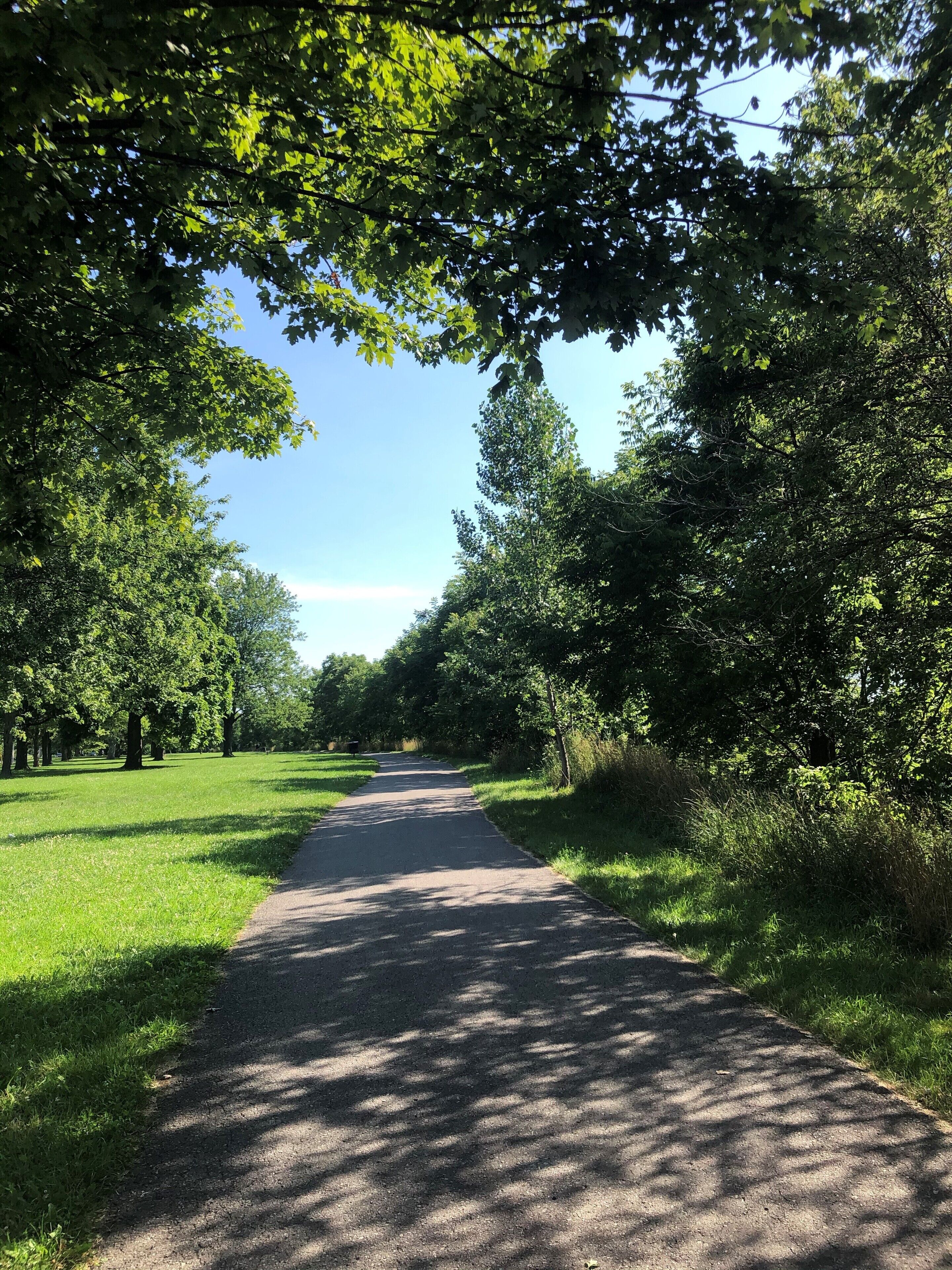 A paved pathway surrounded by lush greenery and trees.