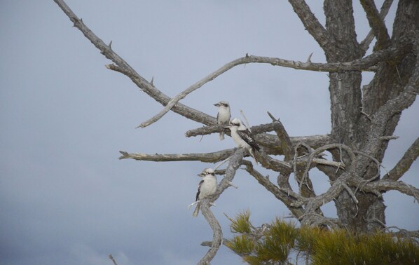 Three birds perched on a tree branch.