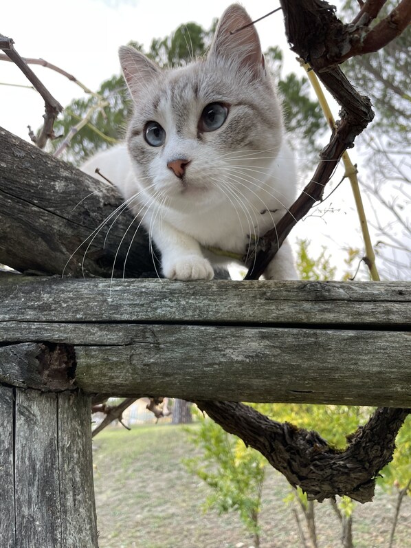 Un chat sur une structure en bois.