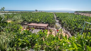 Un invernadero con hileras de plantas, un edificio pequeño y una vista despejada del océano.