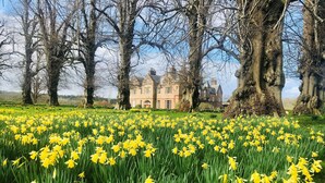 A field of yellow daffodils in front of a large, historic building with multiple windows and a prominent entrance. - Carnell Private Apartment (Hurllford)