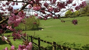 A grassy field with a wooden fence and blooming pink flowers.