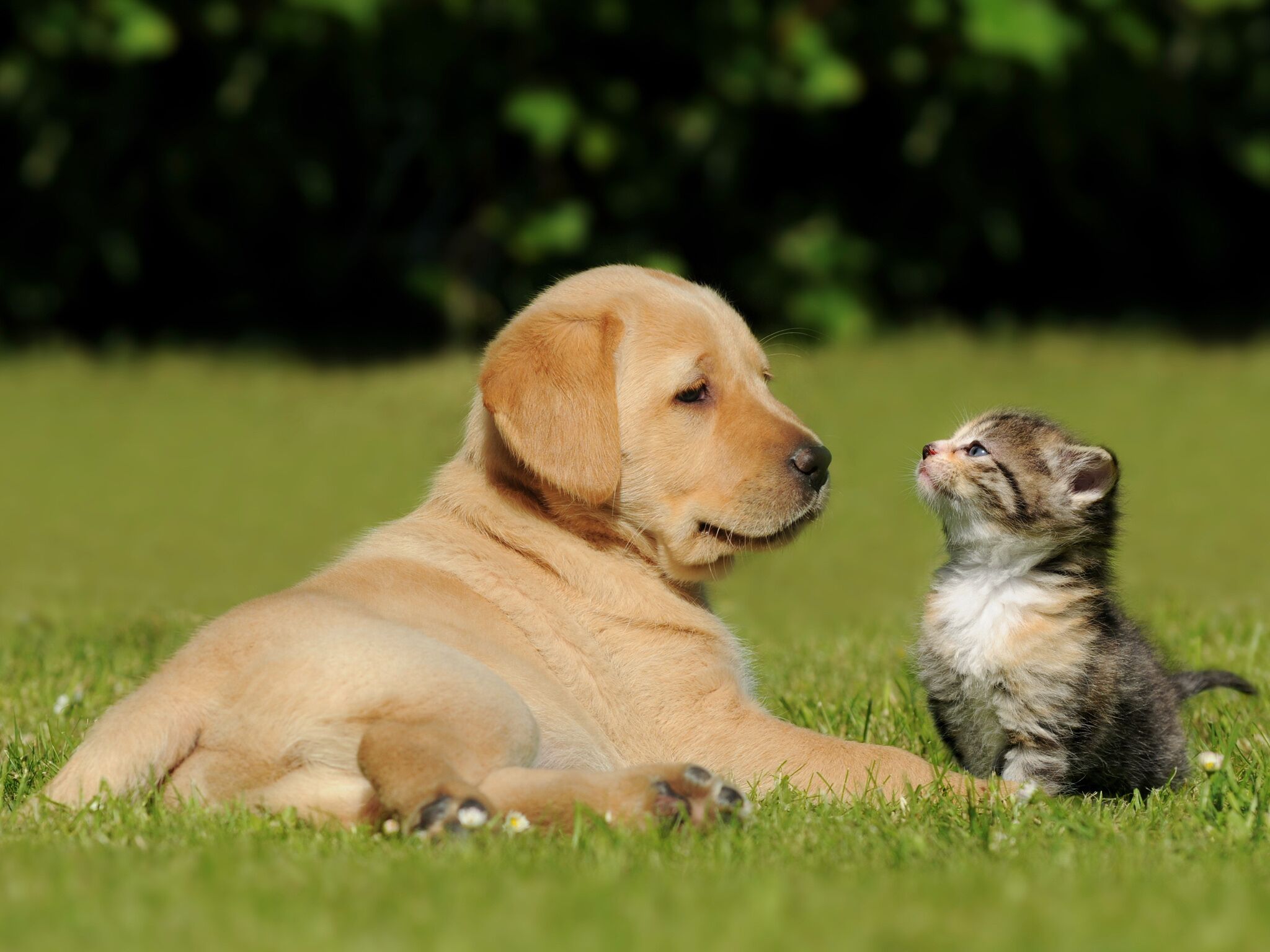 Un cachorro y un gatito sentados sobre la hierba.