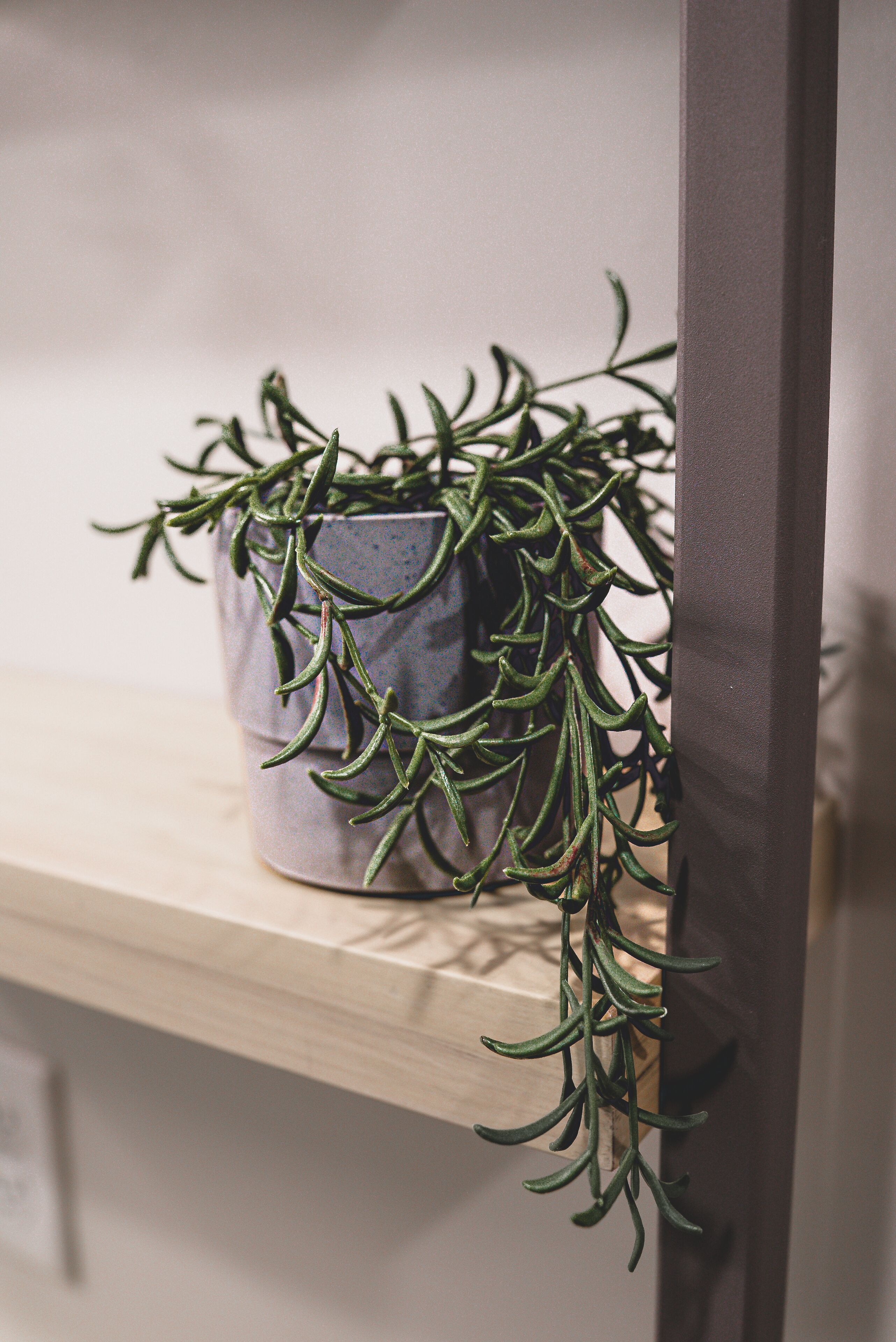 Une plante en pot, posée sur une étagère.