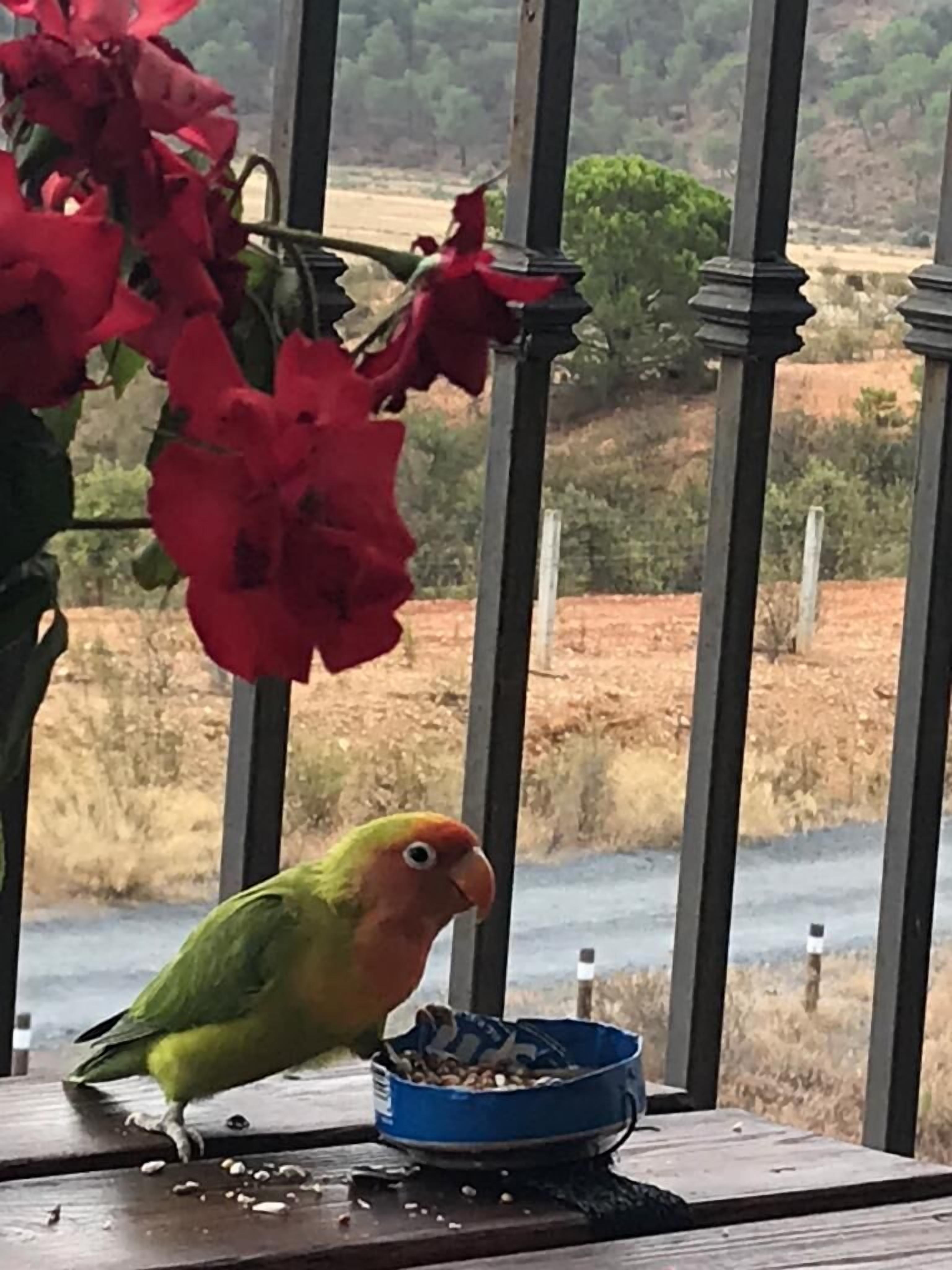 A parrot on a wooden platform with a blue bowl of seeds, surrounded by red flowers and a view of a landscape.