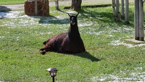 A llama lying on grass with a stone structure and a lamp post in the foreground.