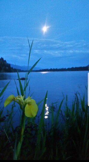 Enjoy a serene lakeside view with a clear reflection of the sky and a single flower in the foreground.