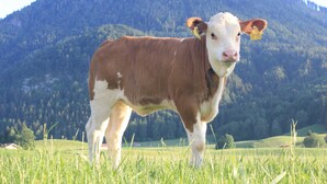 Eine Kuh steht auf einer grasbewachsen Wiese mit Bergen im Hintergrund.