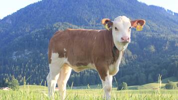 Eine Kuh steht auf einer Wiese vor einer Bergkulisse.