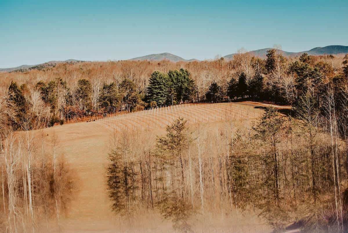 Un paysage rural avec un chemin de terre qui traverse un champ d’arbres.