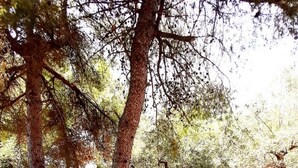 Une zone boisée avec de grands arbres et un sol en terre.