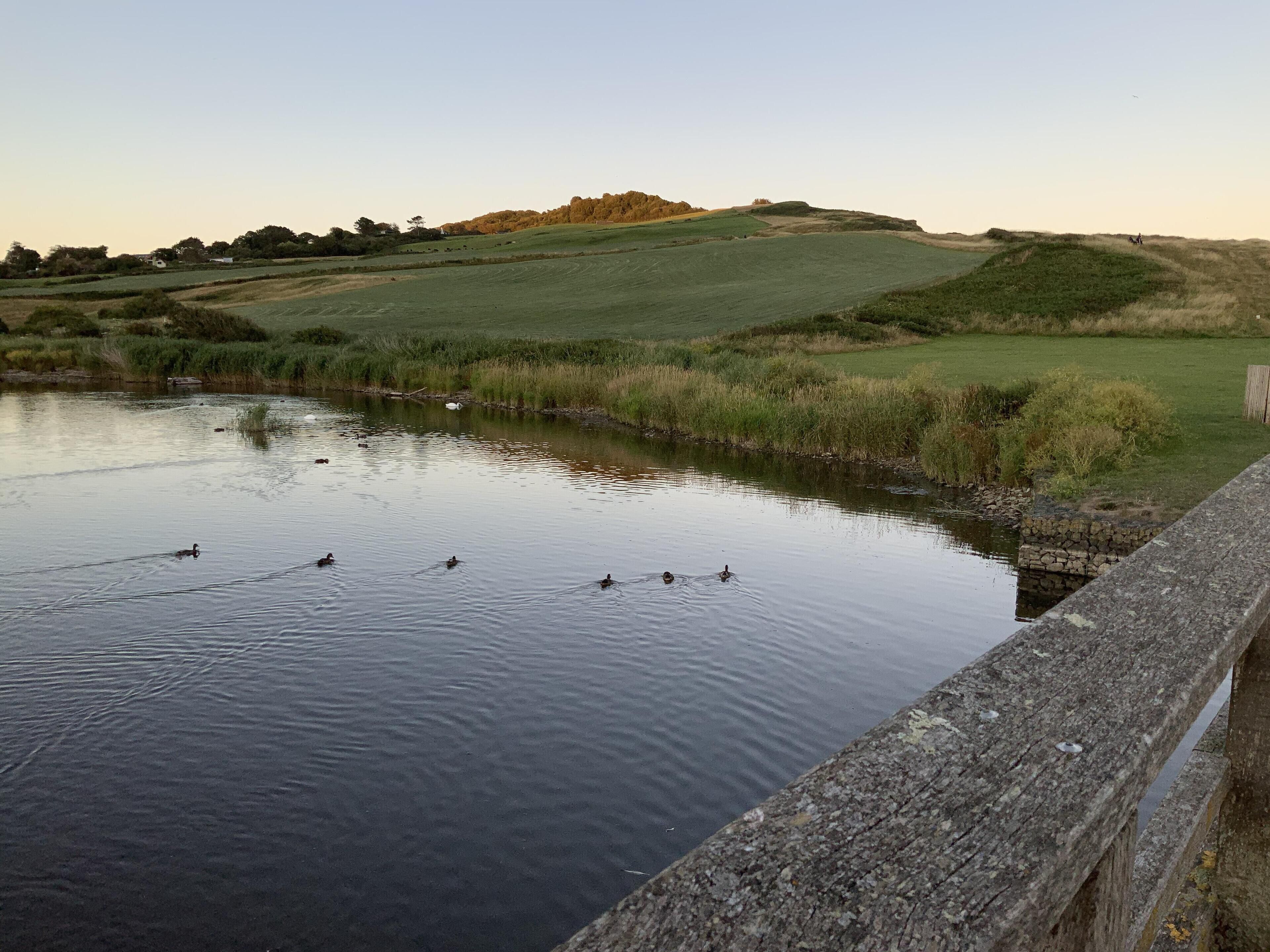 A calm pond with ducks swimming, surrounded by grassy hills and a stone wall.