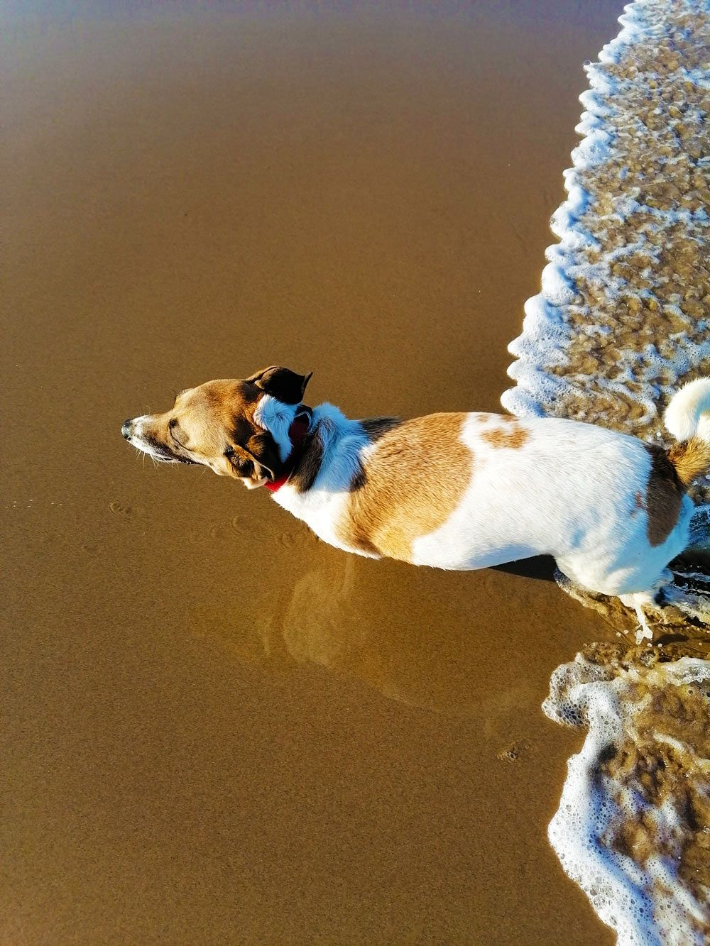 A dog standing on a sandy beach with waves in the background.