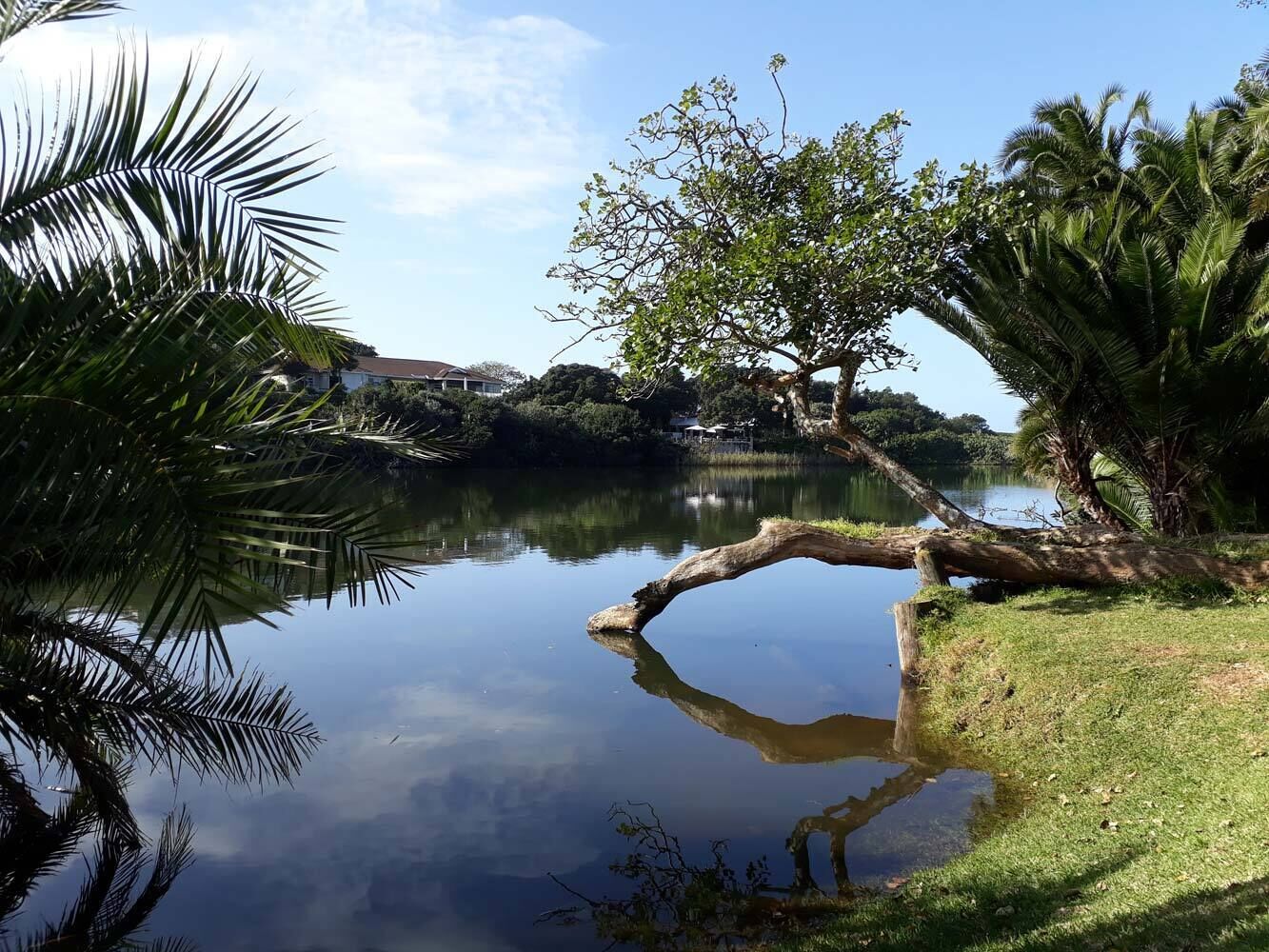 A calm lake with a wooden bridge, surrounded by lush greenery and palm trees.