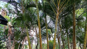 Taman