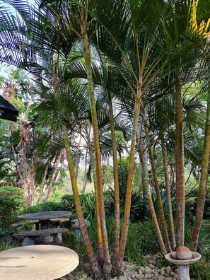 Garden - Rock Inn (Margate)