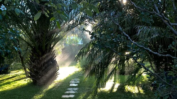 A pathway through a lush garden with dense foliage and a palm tree. - At 8km from the sea two-story apartment in villa (Cisano Sul Neva)