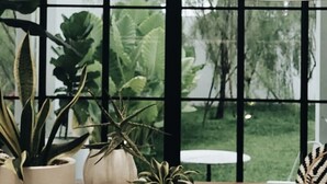 A room with a large window, potted plants, and a table with a plate of bananas. - Blu Monkey Hub & Hotel Ranong (Ranong)