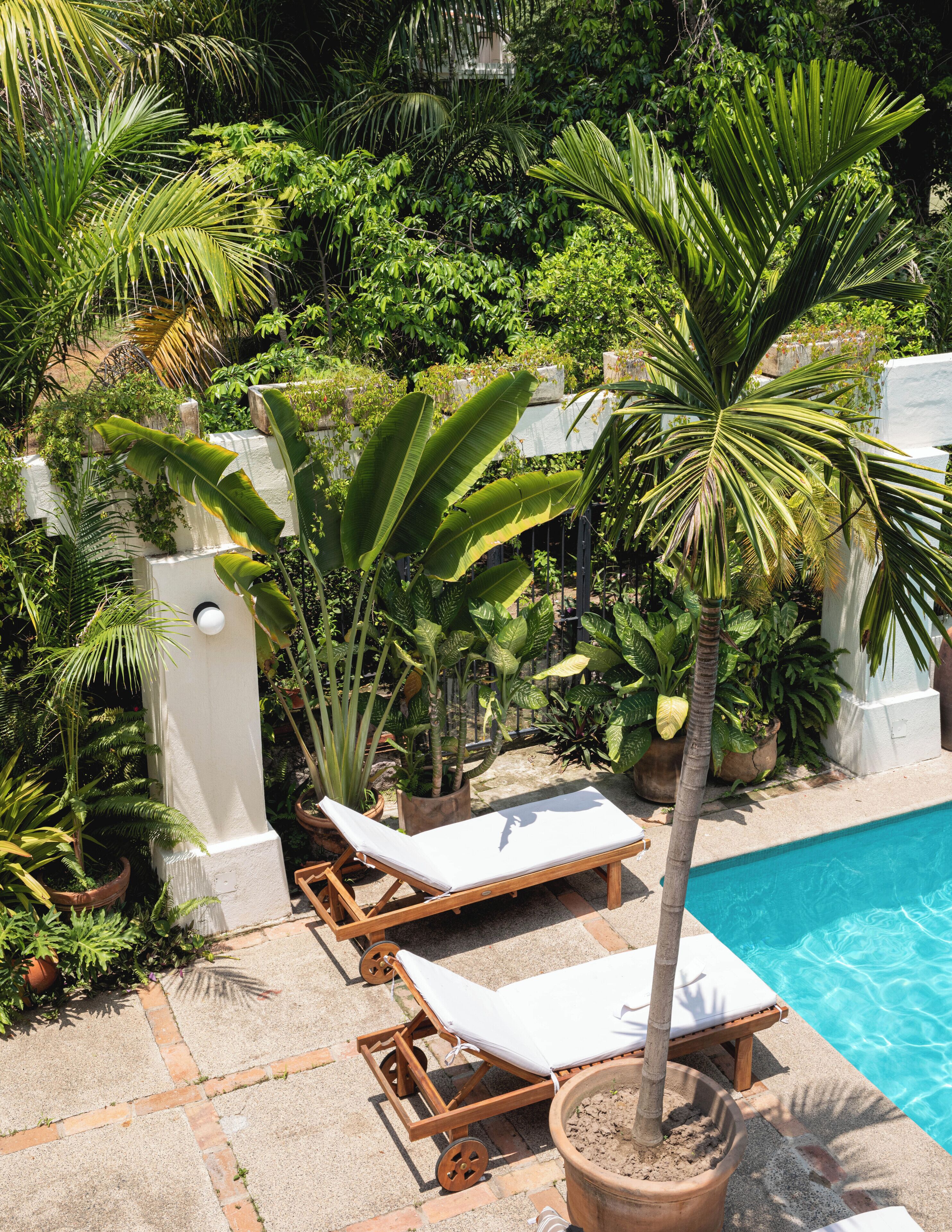 A poolside area with a white wall, potted plants, and two wooden lounge chairs.