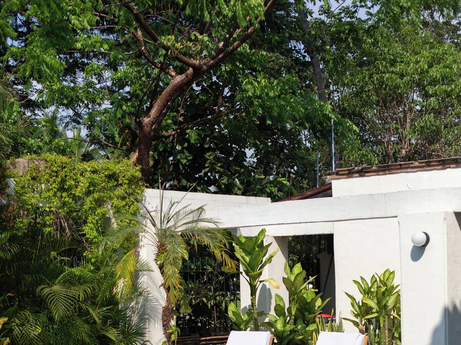 A poolside area with two wooden lounge chairs, surrounded by lush greenery and potted plants.