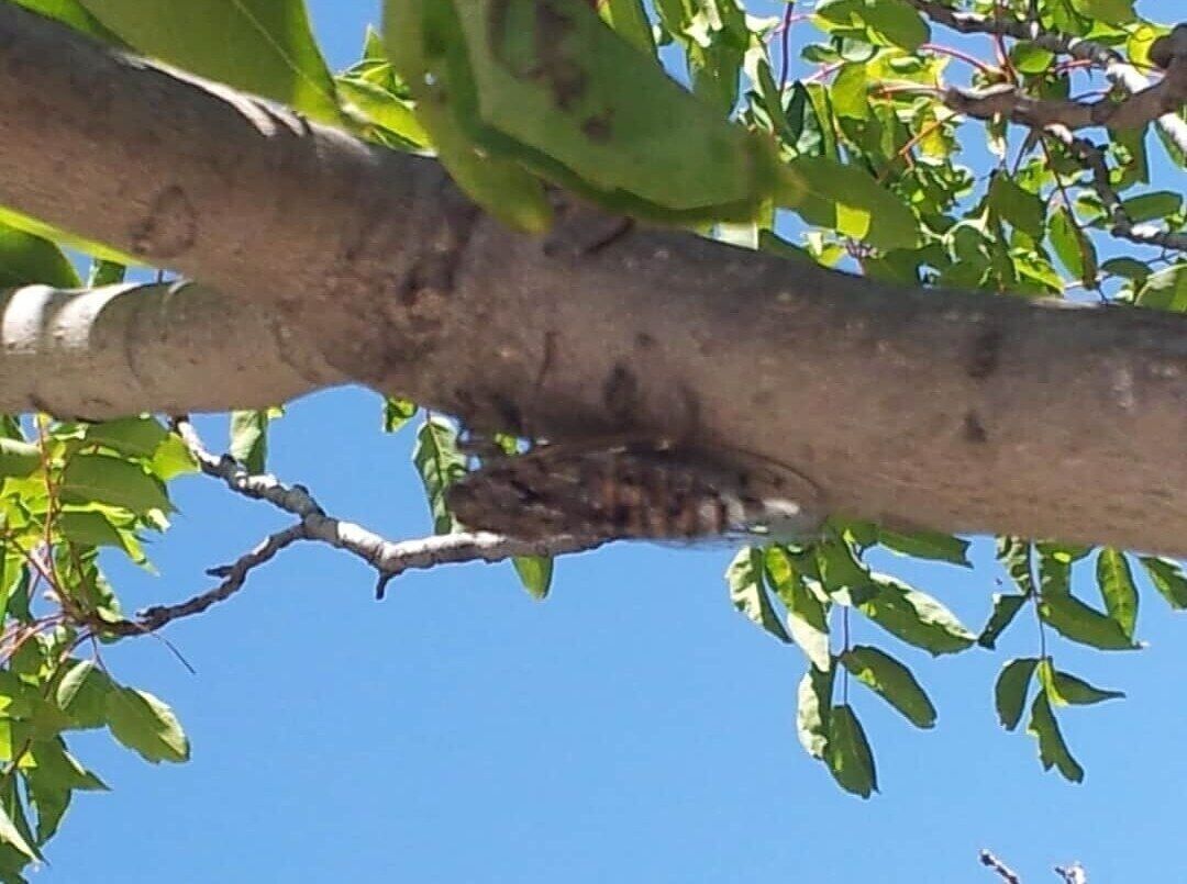 A tree branch with a bird perched on it.