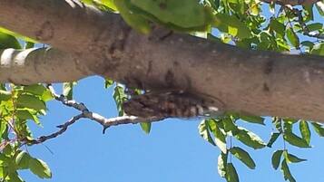 A tree branch with a bird perched on it.