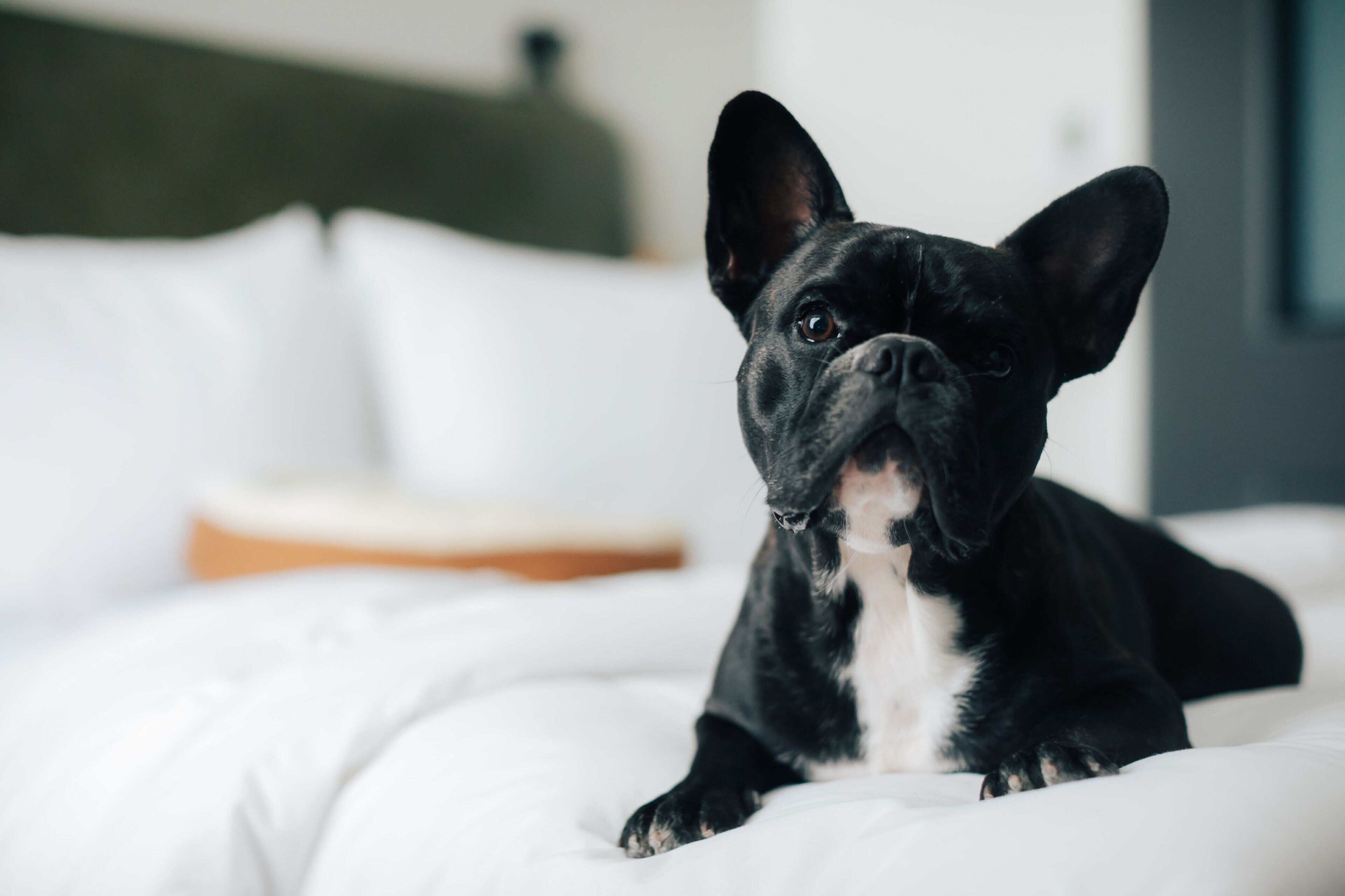 in-room safe, desk, laptop workspace, blackout curtains