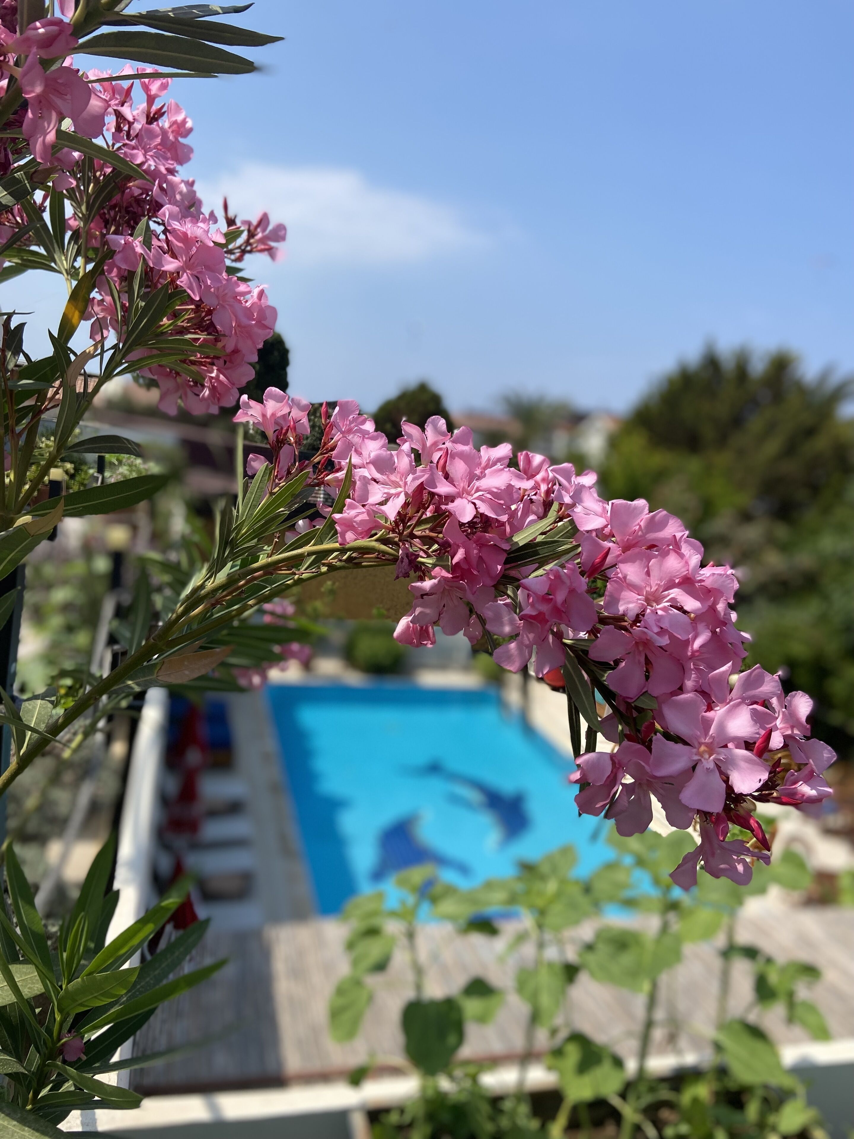 A poolside view with pink flowers in the foreground and a clear blue sky in the background.