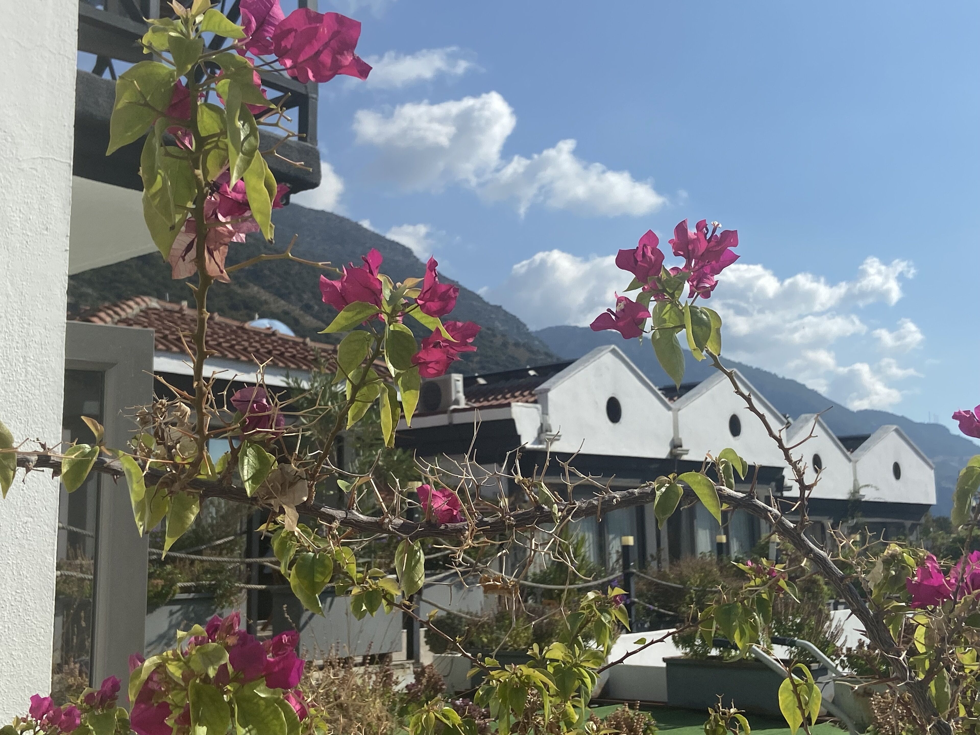 A row of white buildings with a mountainous backdrop, surrounded by greenery and pink flowers.