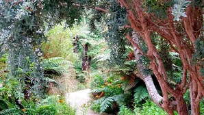 Un sentier de jardin bordé d’un feuillage dense et de différentes espèces de plantes.
