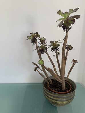 Appartement Confort, cuisine | 4 chambres, accès au Wi-Fi (inclus)