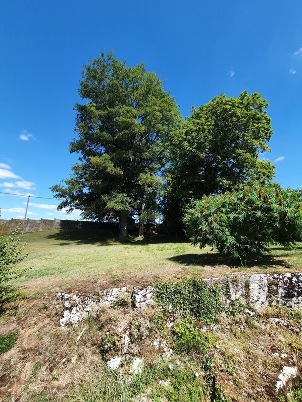 Zona verde con árboles y un muro de piedra.