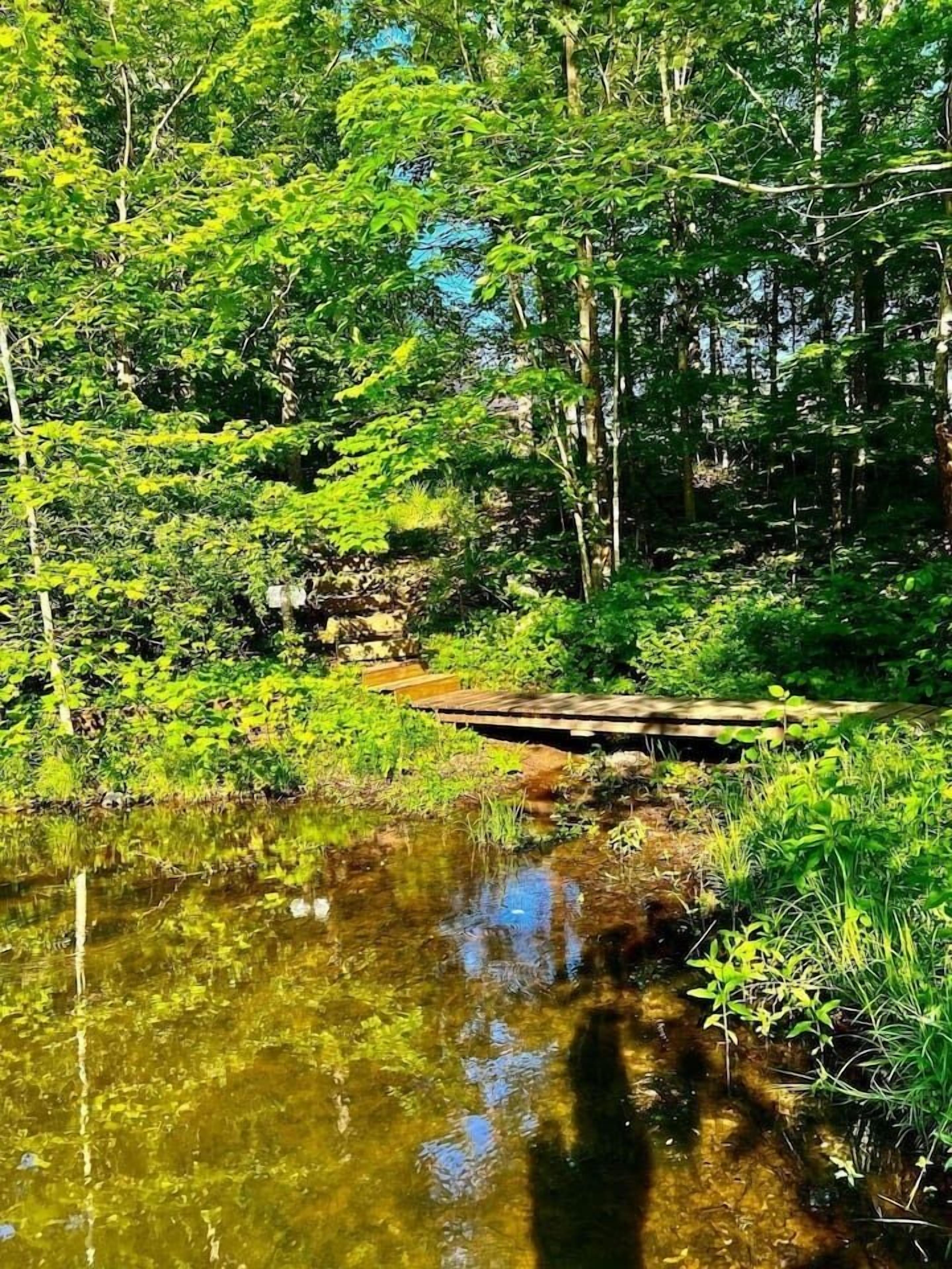 Paesaggio naturale con un piccolo ponte di legno sopra un corpo d'acqua limpida, circondato da una fitta vegetazione verde.