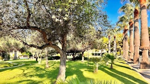 Ein Park mit einem großen Baum, Palmen und gepflegtem Rasen.