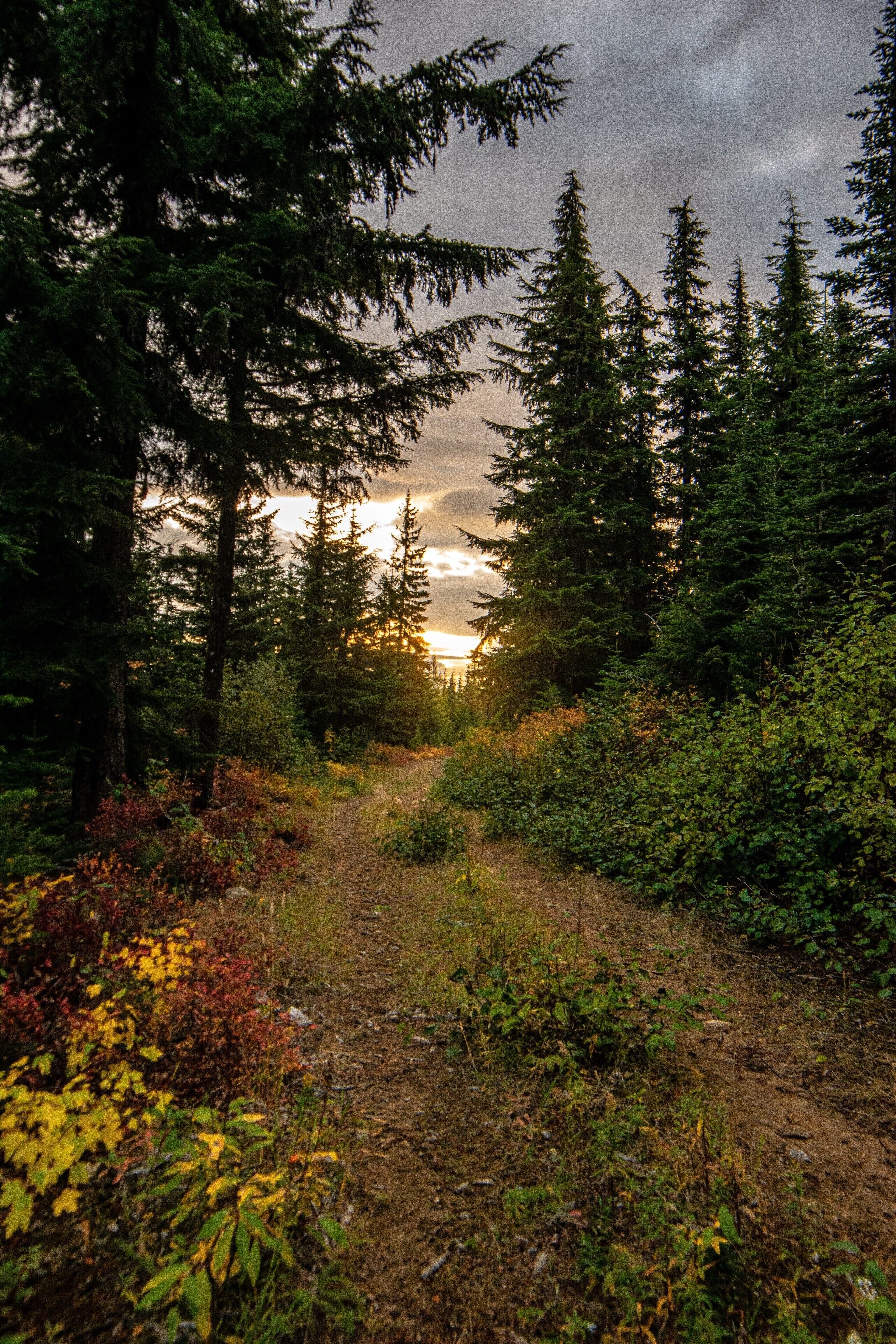A forest path with dense trees and underbrush.