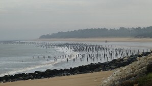 Una playa con costa rocosa y un bosque al fondo.