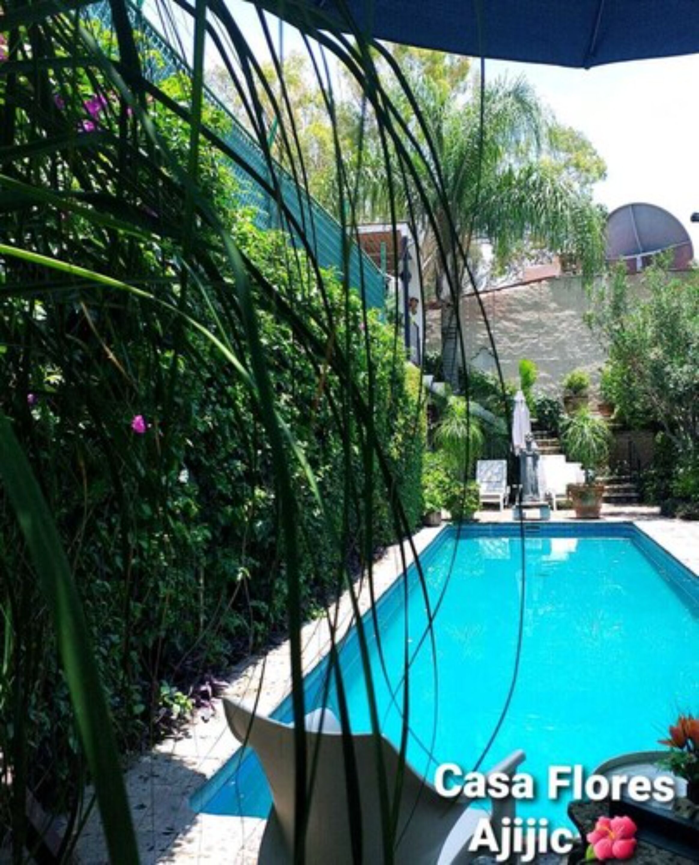 A swimming pool surrounded by lush greenery, with a clear blue sky above.