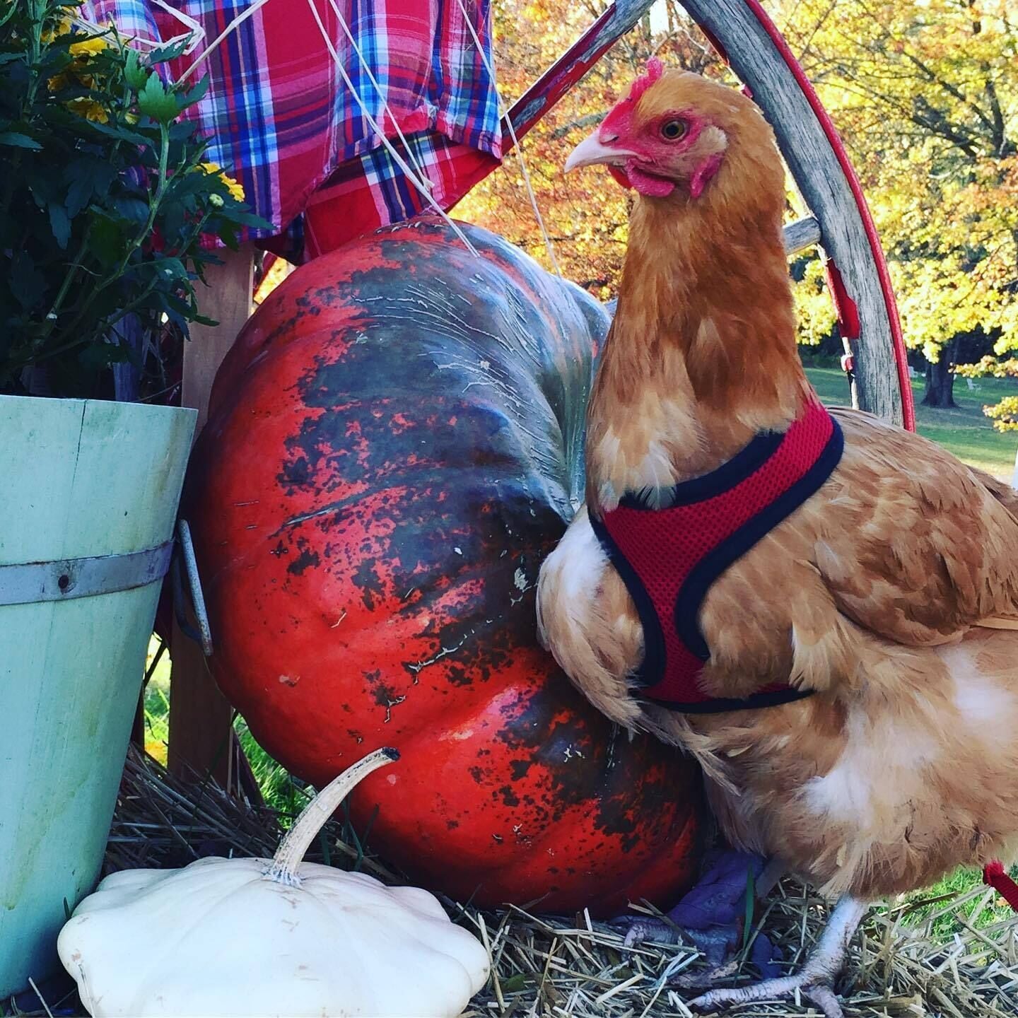 A chicken standing next to a large pumpkin and a white squash, with a person in plaid clothing in the background.