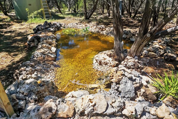 Un entorno natural al aire libre con un pequeño estanque rodeado de rocas y vegetación escasa.