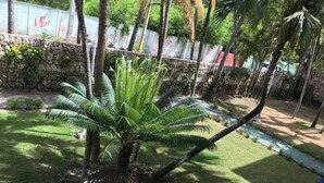 A small palm tree in a grassy area with a stone wall and a fence in the background.