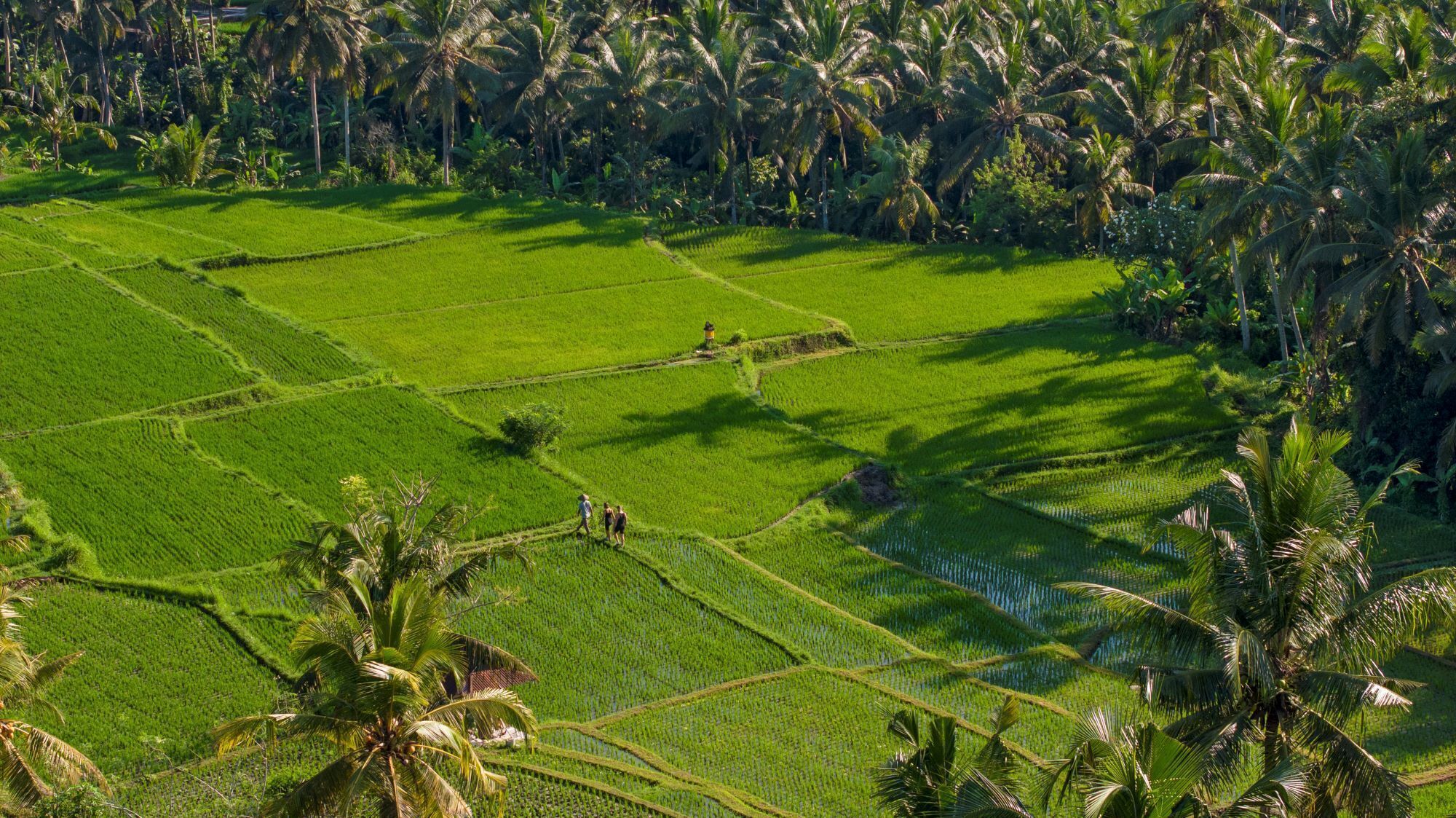 A terraced rice field with palm trees.