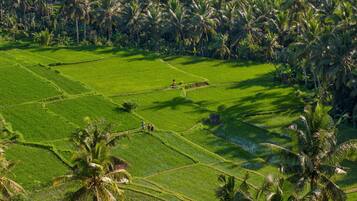 A terraced rice field with palm trees.