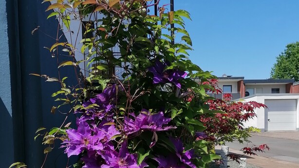 A purple flowering plant in front of a building.