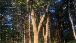A dirt path in a wooded area with tall trees and dense foliage. - The Keith Farm Cabin, right on peaceful BIG Lake -48 acres!!! (Presque Isle)