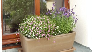 A window box with flowers on a windowsill. - Vacation apartment in a farmhouse in beautiful Maxen in Müglitztal, near Dresden. (Müglitztal)